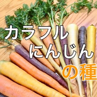 【話題の野菜の種】カラフルにんじんの種 50粒 家庭菜園 タネ ニンジン 人参(野菜)