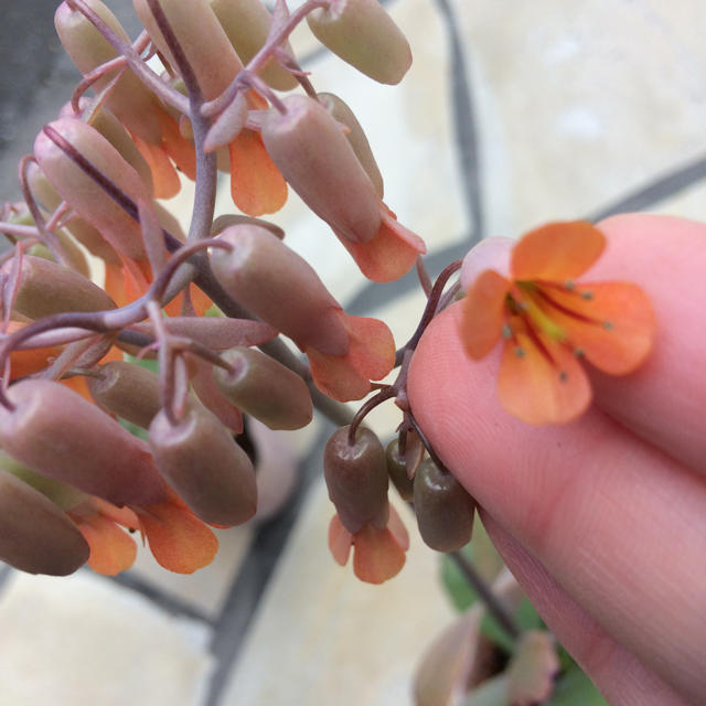 【送料込み】可愛い♡ベル型花♡カランコエ♡リンリン♡多肉植物♡鉢ごと発送♡ ハンドメイドのフラワー/ガーデン(プランター)の商品写真