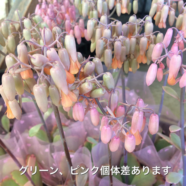 【送料込み】可愛い♡ベル型花♡カランコエ♡リンリン♡多肉植物♡鉢ごと発送♡ ハンドメイドのフラワー/ガーデン(プランター)の商品写真