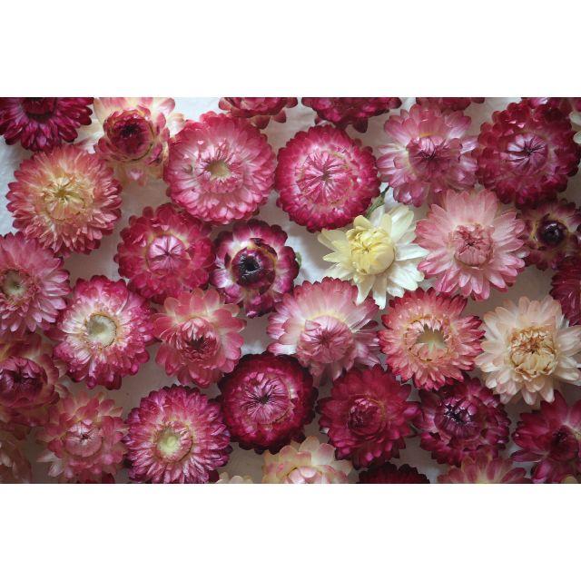 帝王貝細工ピンク,赤,白１００個！ヘリクリサム ドライフラワー ハンドメイドのフラワー/ガーデン(ドライフラワー)の商品写真