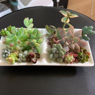 カット苗寄せ植えセット(その他)