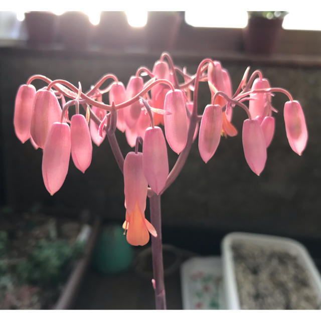 花終わり カランコエ リンリン 鉢ごとの通販 By ぴっぴ S Shop ラクマ 花終わり カランコエ リンリン 鉢ごとの通販 By ぴっぴ S Shop ラクマ