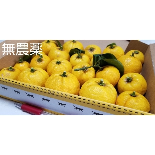 柚子無農薬(栃木県産) 食品/飲料/酒の食品(フルーツ)の商品写真