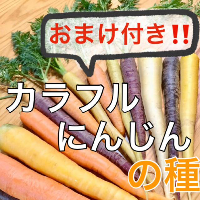 【豪華おまけ付‼️】カラフルにんじんの種 50粒 ニンジン 人参 野菜 種 タネ 食品/飲料/酒の食品(野菜)の商品写真