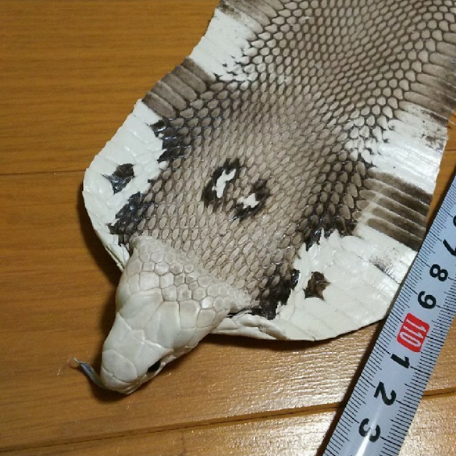 稀少 貴重 コブラ 頭つき ハンドメイド材料 革 蛇革 | フリマアプリ ラクマ
