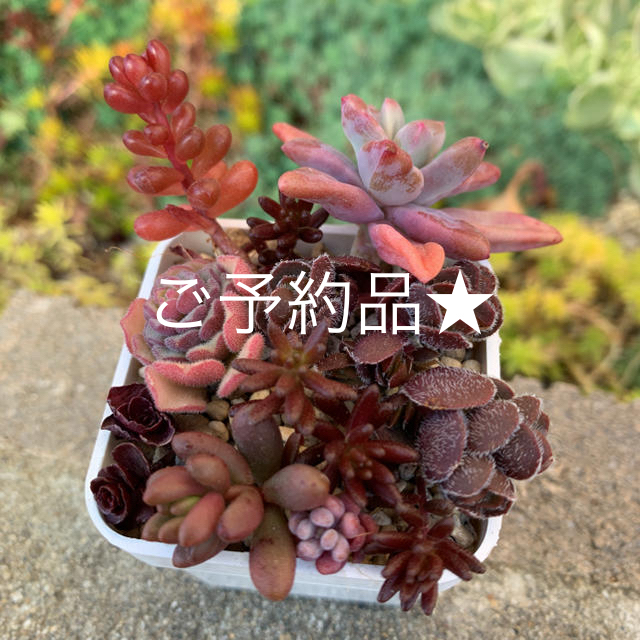紫色系多肉植物　セット♡ ハンドメイドのフラワー/ガーデン(その他)の商品写真