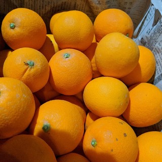 佐賀県産　ネーブルオレンジ(フルーツ)