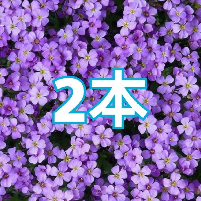 2本