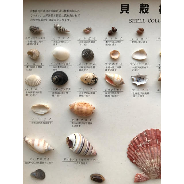 初回限定 夏休み自由研究 貝殻標本 34種類 ongas.com.pe