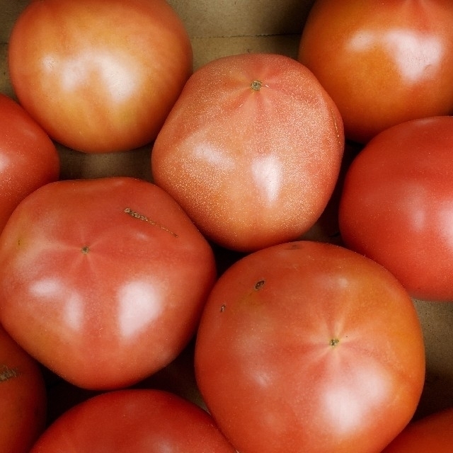 配送員設置送料無料 tomato様 専用① econet.bi