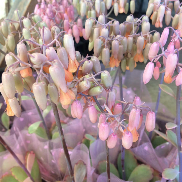 【送料込み】可愛い♡ベル型花♡カランコエ♡リンリン♡多肉植物♡鉢ごと発送♡ ハンドメイドのフラワー/ガーデン(プランター)の商品写真