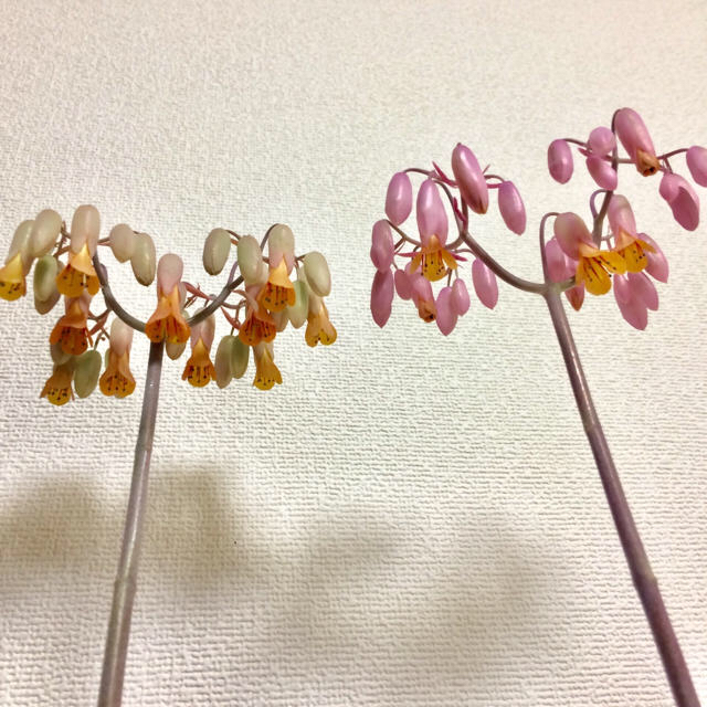 【送料込み】可愛い♡ベル型花♡カランコエ♡リンリン♡多肉植物♡鉢ごと発送♡ ハンドメイドのフラワー/ガーデン(プランター)の商品写真