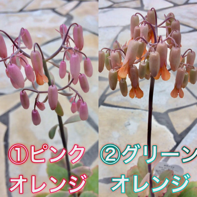 【送料込み】可愛い♡ベル型花♡カランコエ♡リンリン♡多肉植物♡鉢ごと発送♡ ハンドメイドのフラワー/ガーデン(プランター)の商品写真