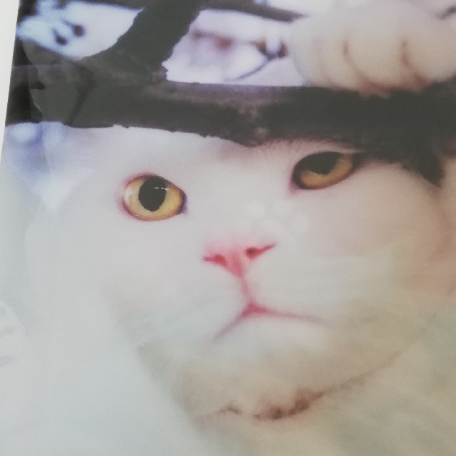 白猫のマルチファイル　ネコのクリアファイル　ねこ　美猫 エンタメ/ホビーのアニメグッズ(クリアファイル)の商品写真