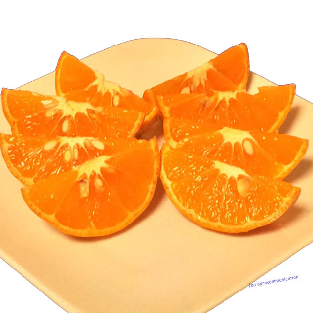 【Ｓサイズ】希少品種「べにばえ」天草産和製オレンジ S × 20個 食品/飲料/酒の食品(フルーツ)の商品写真
