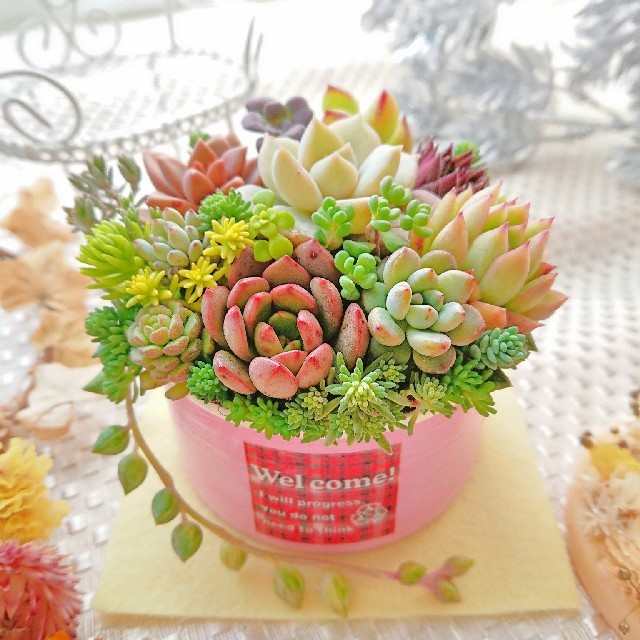 多肉植物 贅沢寄せ植え ピンクリメ鉢×welcomeラベル ピンクルルビー入り ハンドメイドのフラワー/ガーデン(その他)の商品写真