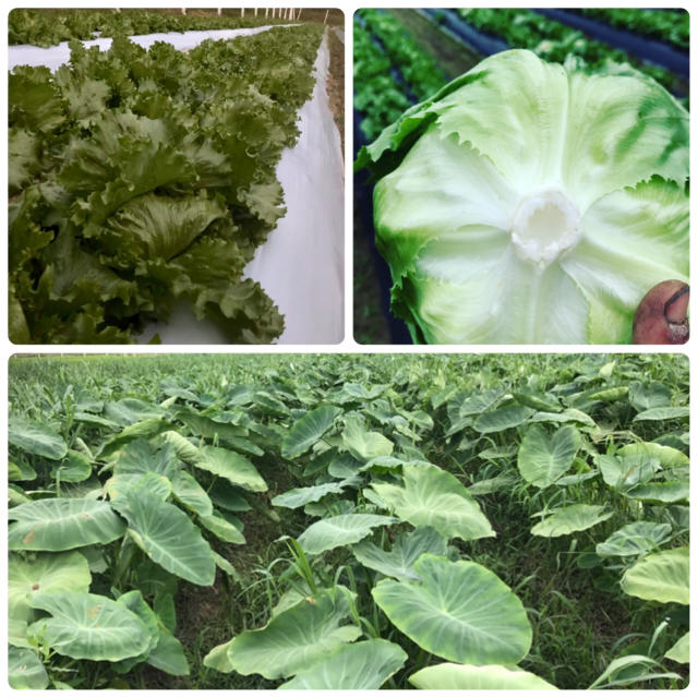 大橋農園 ３種類 野菜詰め合わせ 食品/飲料/酒の食品(野菜)の商品写真