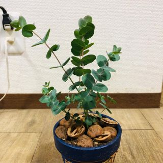 ユーカリ　ベイビーブルー　デニム風鉢　観葉植物　おすすめ　(その他)