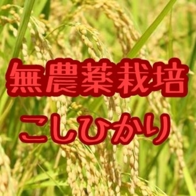 兵庫県丹波産こしひかり精米9㎏(令和元年産)