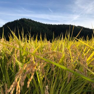 秋田県産　2019年産　あきたこまち　30kg  玄米(米/穀物)