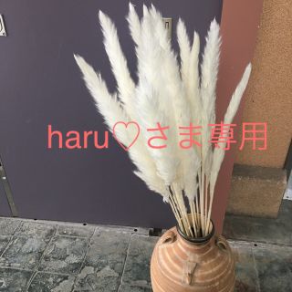 【haru♡さま専用】ドライフラワー セット(ドライフラワー)