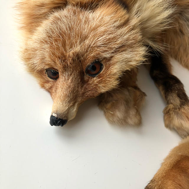 * vintage fox ornament ୨୧* ステキな衿巻の キツネさん