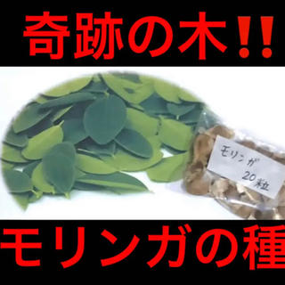 【スーパーフードの種子】奇跡の木 モリンガの種20粒 ハーブ タネ 美容健康(野菜)