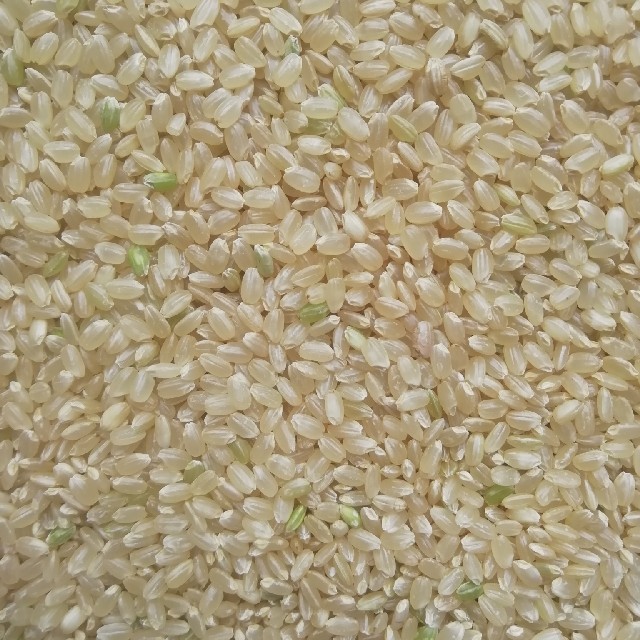 新米コシヒカリ10kg　米/穀物