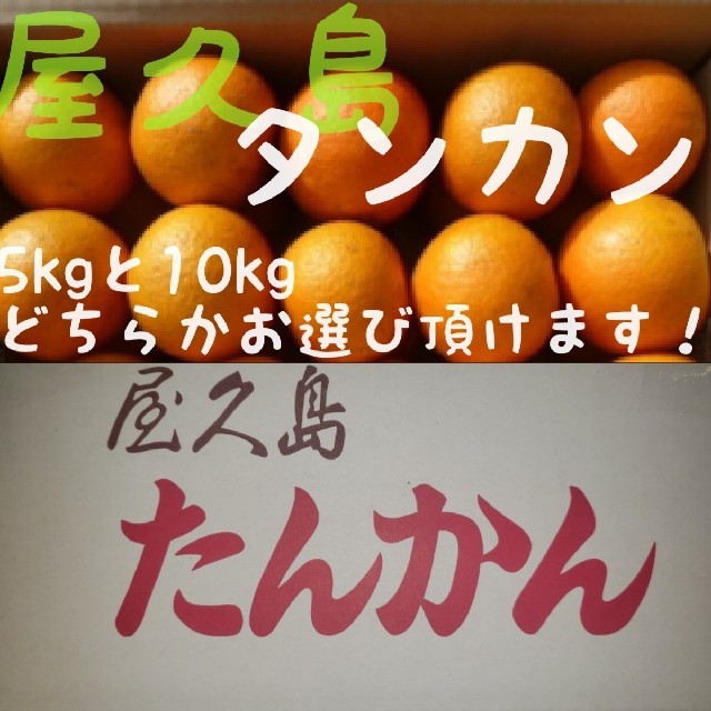 2月25日まで！ 屋久島産 タンカン（みかん）10kg 食品/飲料/酒の食品(フルーツ)の商品写真