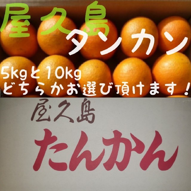 2月25日まで! 屋久島産 タンカン(みかん)10kg 食品/飲料/酒の食品(フルーツ)の商品写真