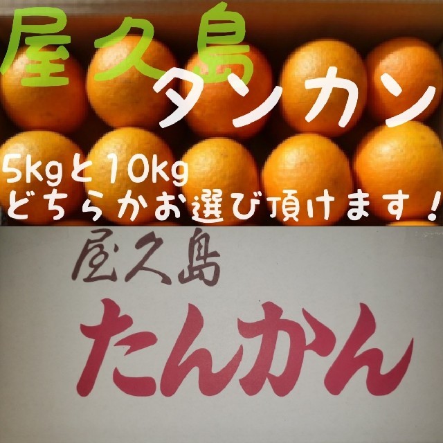 2月25日まで！ 屋久島産 タンカン（みかん）5kg 食品/飲料/酒の食品(フルーツ)の商品写真