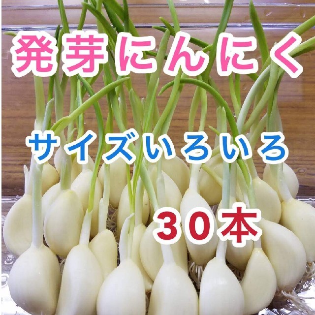 発芽にんにく　30本 食品/飲料/酒の食品(野菜)の商品写真