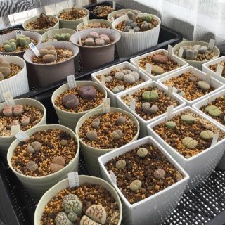 リトープス種子　50粒(その他)