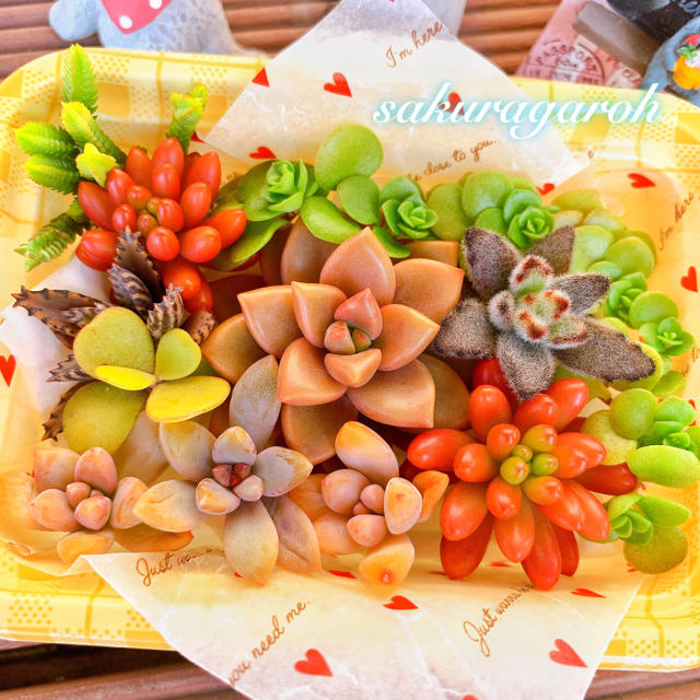 【多肉植物】カット苗 ぎっしり詰め合わせ♡ ハンドメイドのフラワー/ガーデン(その他)の商品写真