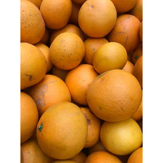 清見オレンジ 10kg詰め合わせ、家庭用、和歌山産(フルーツ)