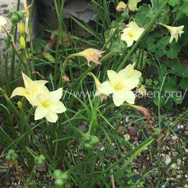 ゼフィランサス シトリナ 黄色い花の球根10球 イエロー レインリリー♪ ハンドメイドのフラワー/ガーデン(その他)の商品写真