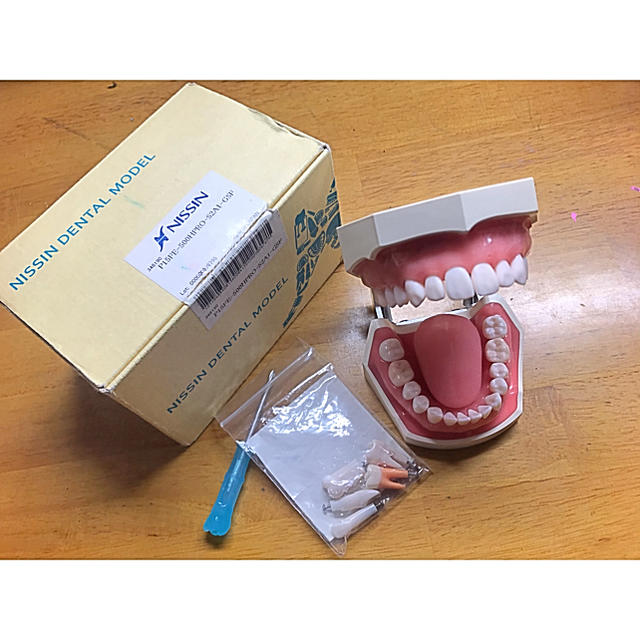 顎模型 歯牙模型 の通販 by hagu's shop｜ラクマ