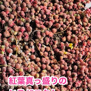 セダム属　ヒスパニクム   多肉植物の仲間(その他)