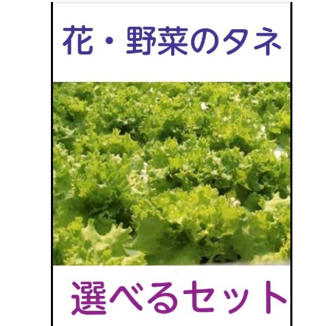 花・野菜・ハーブの種子 インテリア/住まい/日用品のインテリア/住まい/日用品 その他(その他)の商品写真