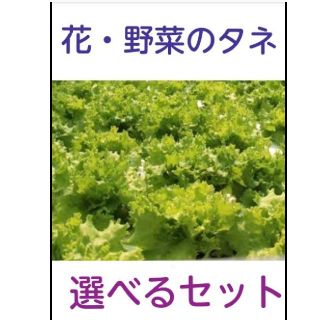 花・野菜・ハーブの種子(その他)