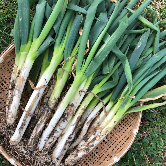 大橋農園 のどかネギ 根・土付き無選別 約３kg 食品/飲料/酒の食品(野菜)の商品写真