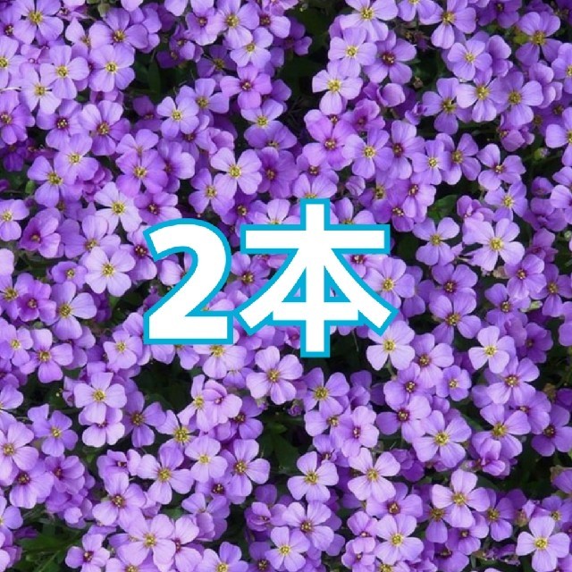 2本