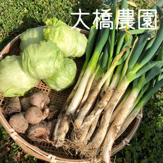 大橋農園 ３種類 野菜詰め合わせ(野菜)