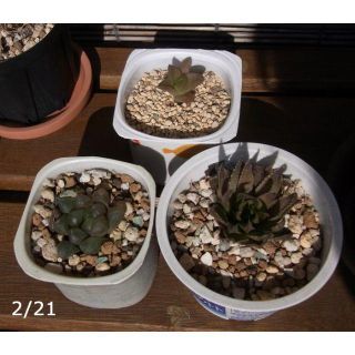 ハオルチア セット（プラニフォリア、名無しｘ2 ）　抜き苗　多肉植物(その他)