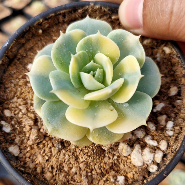 多肉植物その他