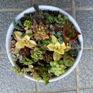 多肉植物　寄せ植え用　抜き苗、カット苗に変更しました(その他)