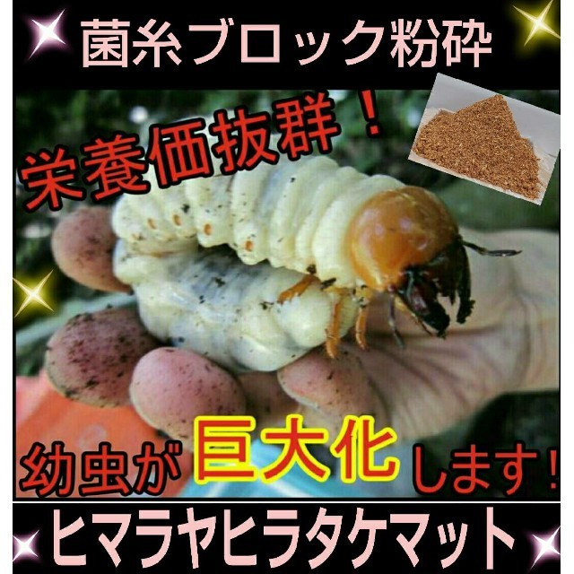 菌糸ブロック粉砕！ヒマラヤひらたけマット☆クワガタ幼虫が巨大化します！栄養価抜群の通販 by iketeru's shop｜ラクマ