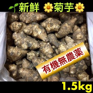 【大阪いずみ産】産直新鮮 菊芋（生食& 種芋OK❣️）(野菜)