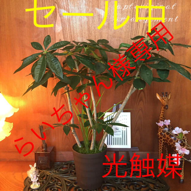 光触媒 人工観葉植物 幅広パキラ7584と6種と4種