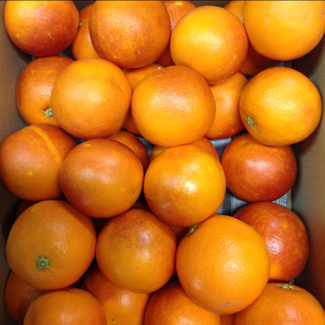 ブラッドオレンジ5kg (箱込み) 食品/飲料/酒の食品(フルーツ)の商品写真